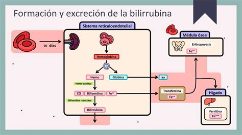 Resúmenes de Bilirrubina Descarga apuntes de Bilirrubina