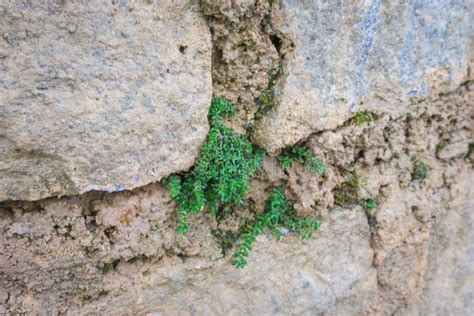 Árbol Que Crece En Una Pared De Piedra Imagen de archivo Imagen de