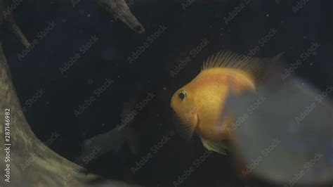 fish tanks, gold, underwater, goldfish, tank, close-up, carp, marine ...