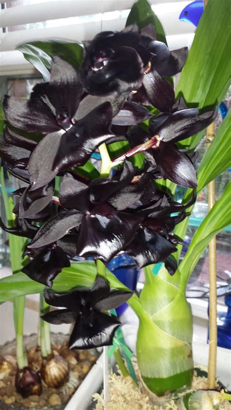 Black Orchid in the Orchids forum - Garden.org