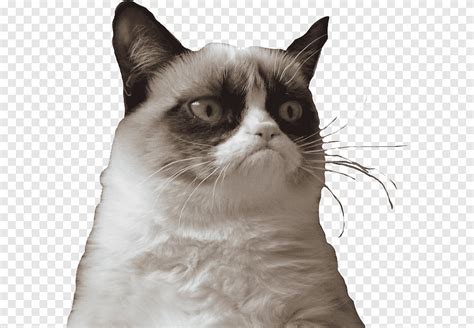 Cat Meme Png Images Pngegg Off Gbu Presnenskij Ru