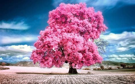 [100+] Pink Trees Wallpapers | Wallpapers.com