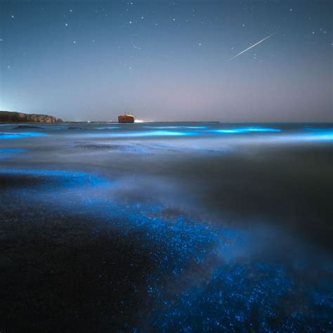 Descubre La Magia De Estas Playas Bioluminiscentes Que Puedes Ver En