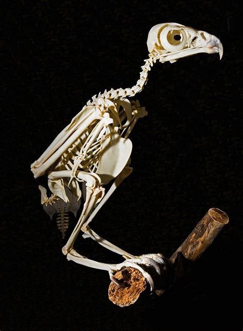 Business Search Enginebirds Anatomy Of Avian Skeletal System