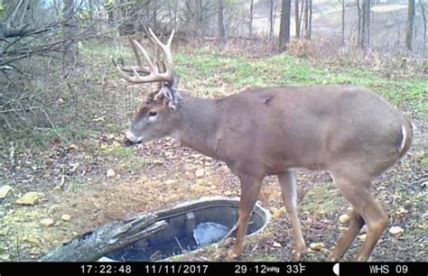Whitetail Habitat Solutions
