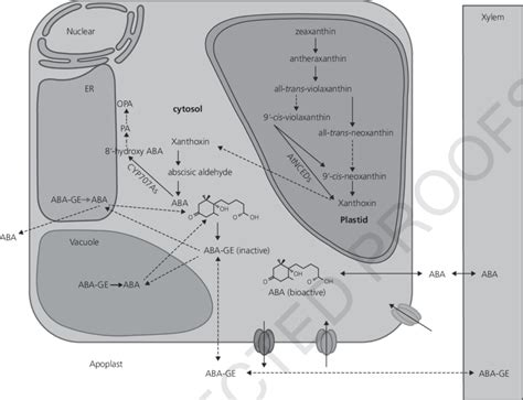 1 Abscisic Acid Aba Biosynthesis And Catabolism Pathways The Steps Download Scientific