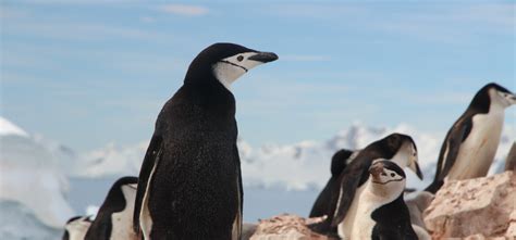 The Ultimate Guide to Wildlife in Antarctica — Acanela Expeditions