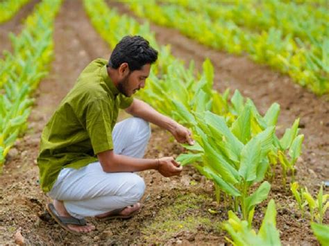 Organic Farmers Will Get A Grant Of Rs 50000 Under Paramparagat Krishi