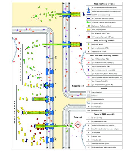 Model Of T Ss Assembly And Hcp Vgrg Effector Translocation And