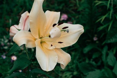 Lilien Schneiden So Machen Sie S Richtig