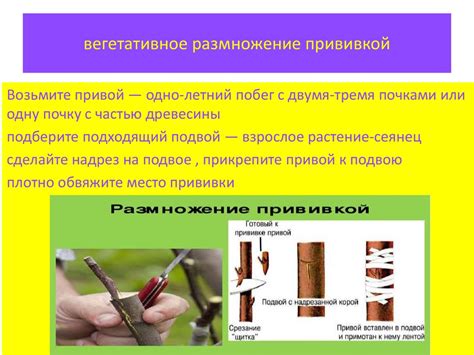 Алгоритм действий. Виды вегетативного размножения - online presentation