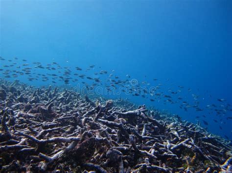 Colorful of Coral Reef in Deep Blue Sea Stock Photo - Image of lights, background: 66633938