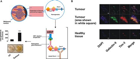 Frontiers The Tim 3 Galectin 9 Pathway And Its Regulatory Mechanisms