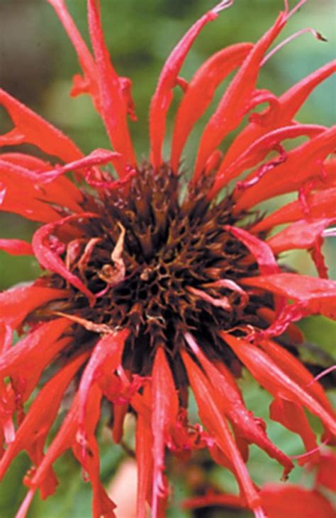 Gardenview Scarlet Bee Balm Vinland Valley Nursery