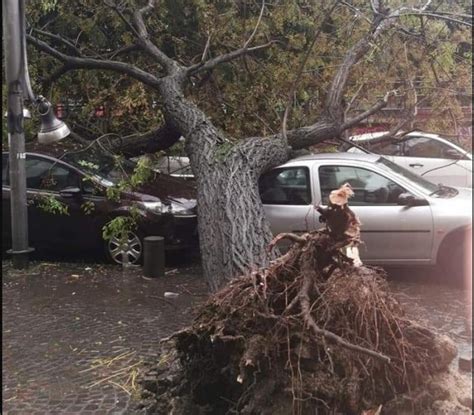 Maltempo A Napoli Albero Crolla Sulle Auto In Piazza Cavour Tragedia