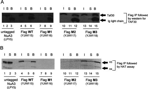 The Something About Silencing Protein Sas3 Is The Catalytic Subunit