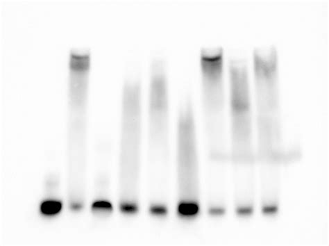 EMSA troubleshooting. Protein-DNA complex not migrating, cold probe ...