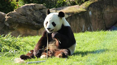 Bilder von Pandas Bären Gras Sitzend Tiere 1920x1080