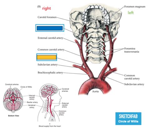 Blood Circulation Flashcards Quizlet