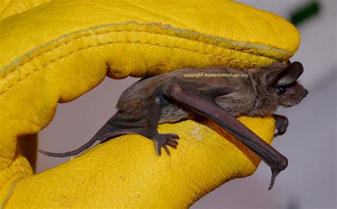 Mexican Free Tailed Bat Austin Bat Refuge