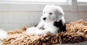 What Is The Standard Sheepadoodle Size?