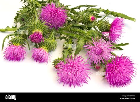 Burdock Flower Hi Res Stock Photography And Images Alamy