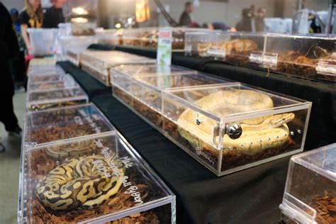 Snakes Spiders And More Found At Reptile Expo News