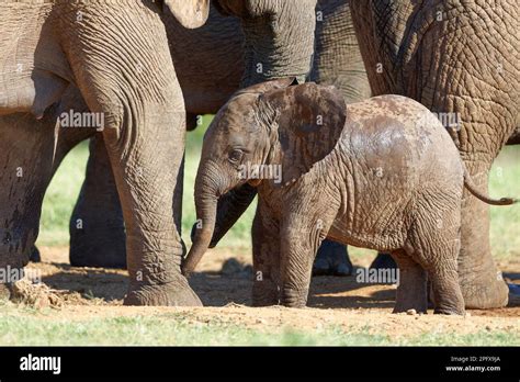 African Bush Elephants Loxodonta Africana Male Baby Elephant Among