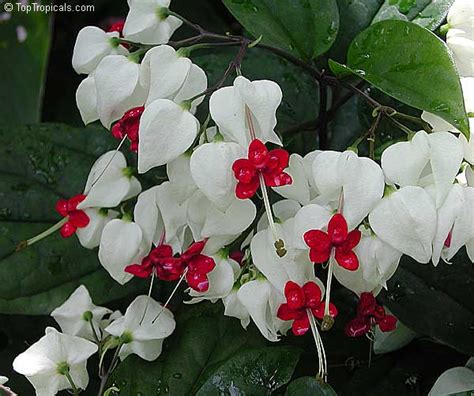 Clerodendrum thomsoniae, Bleeding heart, Glory bower, Clerodendron