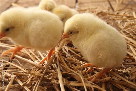 poultry farming - the newly hatched yellow chicks Stock Photo | Adobe Stock