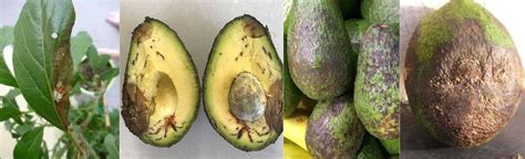 Avocado Tree Disease Causes Symptoms And Prevention