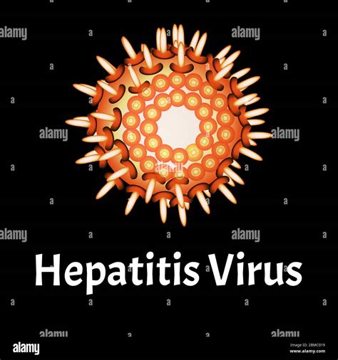 Hepatitis Virus Structure Viral Infection Hepatitis Sexually