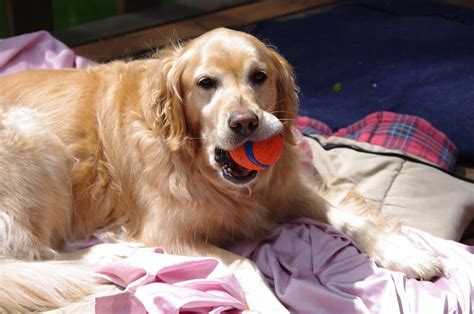 150 Popular Female Golden Retriever Names - PetPress