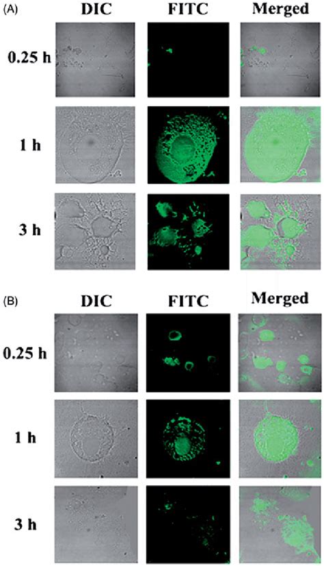 Investigation Of In Vitro Cellular Uptake Of Mgf And Syf By Confocal