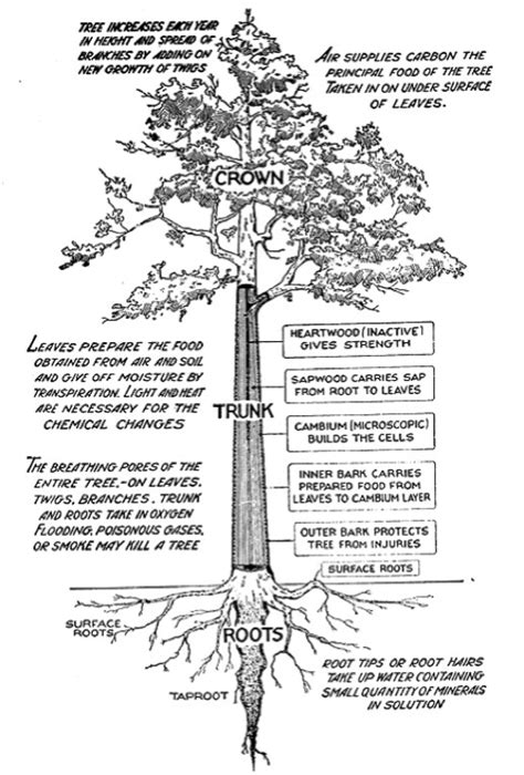 Science Parts Of A Tree