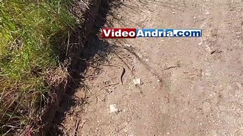 Nell Alta Murgia La Lucertola Che Somiglia Ad Un Serpente Ecco La