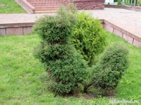 Туя вересковидная или западая туя эрикоидес (ericoides): фото, описание ...