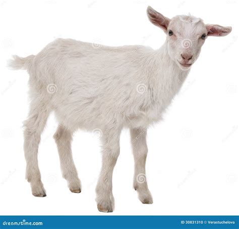 A Goat Stock Photo Image Of Meat Farm Portrait White 30831310