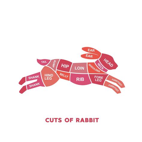 Vector Illustration Guide Meat Cuts Set Rabbit Butcher Poster Diagrams