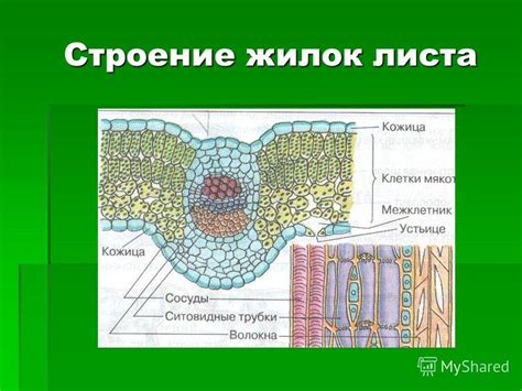 Презентация на тему: "Клеточное строение листа МОУ Сухтелинская ООШ ...