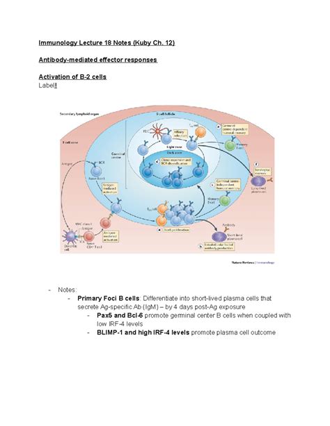 Immunology Lecture Notes Immunology Lecture Notes Kuby Ch