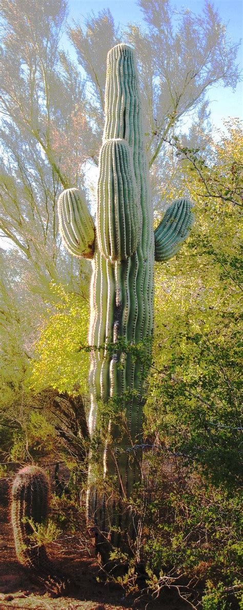 Saguaro Cactus Cactus Plants Cactus Saguaro