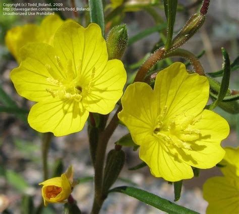 Plantfiles Pictures Oenothera Species Evening Primrose Small