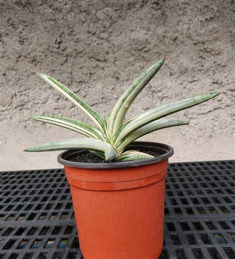 Sansevieria Blue Clone White Variegated M Gbouw N Furniture Home