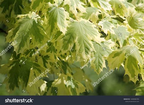 Foliage Norway Maple Acer Platanoides Variegata Stock Photo 1408086785