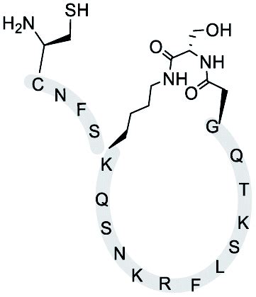 Construction Of Diverse Peptide Structural Architectures Via