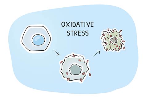 Estrés oxidativo definición causas y consecuencias La Mente es