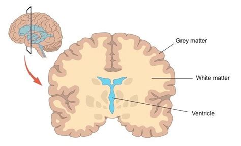 Brain Matter White Matter Matter Mists