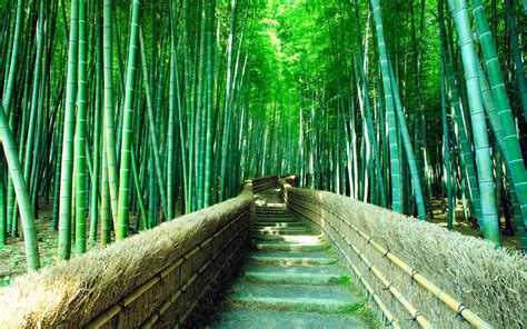 Download Tall Bamboo 4k Forest Wallpaper