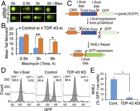 Tdp 43 Is Required For Dsb Repair Via The Nhej Pathway In Neuronal